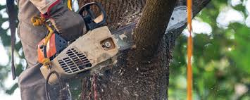 Professional  Tree Services in Grover Beach, CA